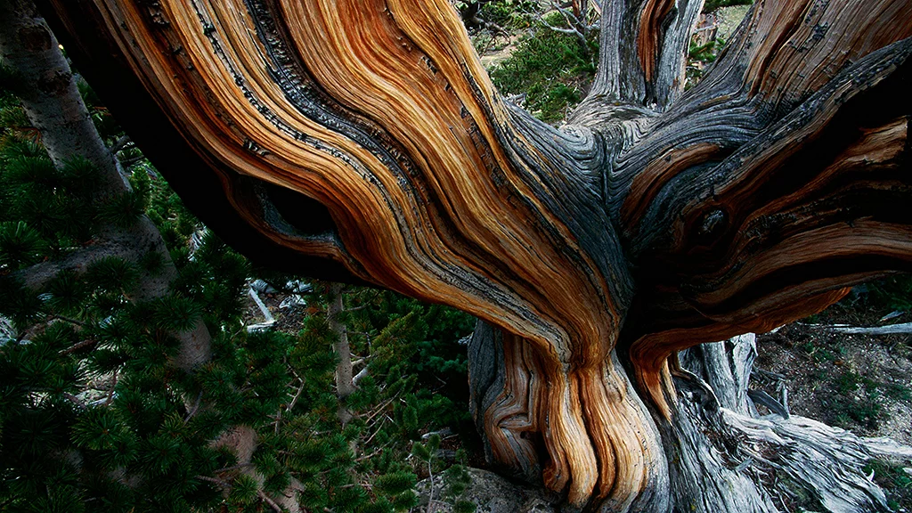 Start Your AI Journey